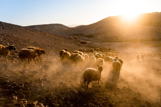 flock of sheeps, in the desert of the West Bank at sunset, concept of rural farming livestock