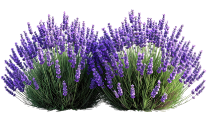 Two bushy clusters of purple lavender flowers, isolated on a transparent black background with green stems showing