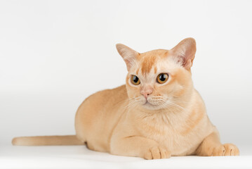Burmese cream cat in full length