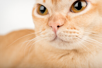 Close-up of a Burmese cats face isolated on white