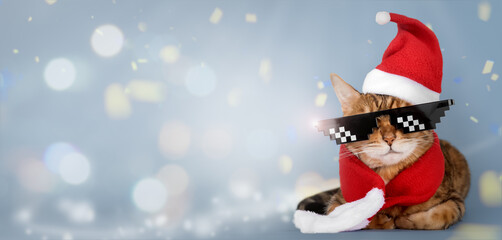 Bengal Cat - Santa with glasses