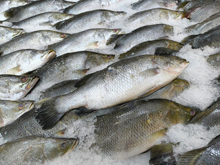 Fresh whole sea bream fish on crushed ice at seafood market counter. Raw dorado arranged in rows, top view. Healthy food, fishing industry, marine products, chilled seafood background.
