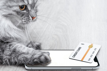 Cat plays with smartphone and credit card on wooden table while owner takes a break
