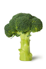 Fresh broccoli stands tall on a white background, showcasing its vibrant green color and healthy appearance