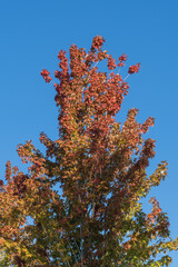 Acer saccharum or sugar maple against clear blue sky, its leaves shimmering from green autumnal hues of red, orange, and yellow. Clouds Park. Krasnodar City Park or Galitsky Park in Krasnodar.