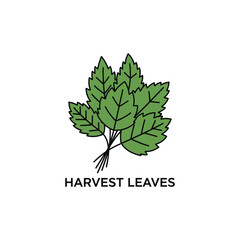 A delightful bundle of fresh green harvest leaves ready for culinary use or decorative purposes