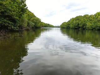 Saltwater rivers on the left and right sides of the mangrove forest with a cloudy sky in the background.