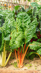 Swiss chard vegetable plant in a garden.