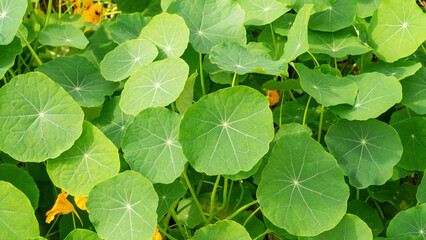 Nasturtium plant in the vegetable garden.