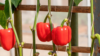 Red bell peppers in the vegetable garden.
