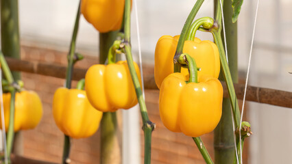 Yellow bell peppers in the vegetable garden.