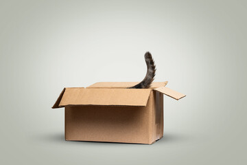 Cat tail peeking out of a cardboard box