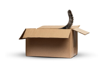 Cat tail peeking out of a cardboard box isolated from background