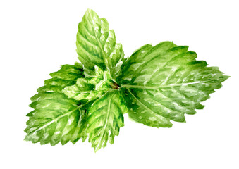 Fresh mint leaves. Hand painted watercolor illustration, isolated on white background