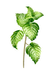 Fresh mint plant  with leaves and stem.  Hand painted watercolor illustration isolated on white background