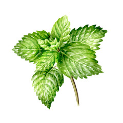 Fresh mint plant with green leaves  Hand painted watercolor illustration, isolated on white background