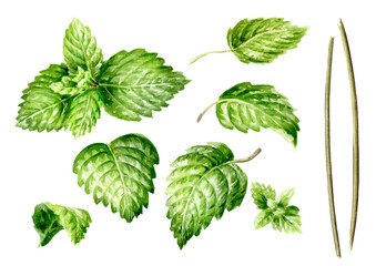 Fresh mint leaves and stems, herbal plant set. Hand painted watercolor illustration isolated on white background
