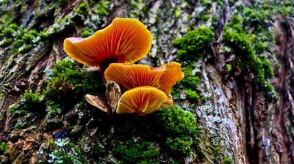 Fototapeta premium Flammulina velutipes, enokitake mushroom. Edible Enokitake mushroom on a mossy tree trunk. Flammulina velutipes in natural environment Winter honey fungus or Flammulina velvetleaf, autumn-winter mushr