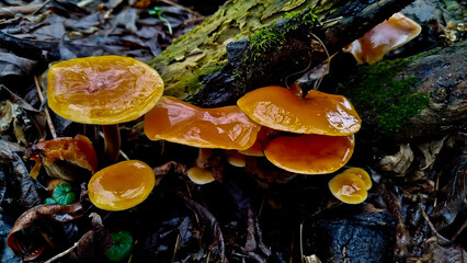 Flammulina velutipes, enokitake mushroom.
Edible Enokitake mushroom on a mossy tree trunk. Flammulina velutipes in natural environment
Winter honey fungus or Flammulina velvetleaf, autumn-winter mushr