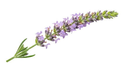 Fragrant lavender flower isolated PNG, purple blossom with green leaves on transparent background for aromatherapy and herbal medicine concepts © PAPADOMUS