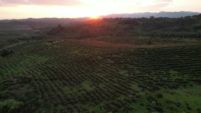 Rows of tea bushes on a plantation at sunset, creating a rural agricultural landscape across the highland plains of the Guria region, Georgia