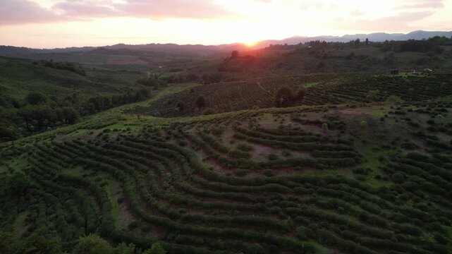 Rows of tea bushes on a plantation at sunset, creating a rural agricultural landscape across the highland plains of the Guria region, Georgia
