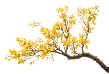 Obraz premium Cassia fistula tree isolated on white background, vibrant yellow blooms, natural branch form.