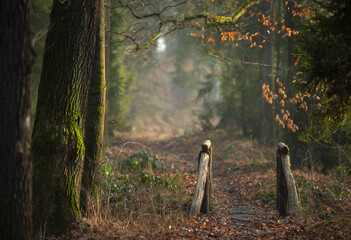 Krajobraz, jesienny poranek w lesie, tapeta.
