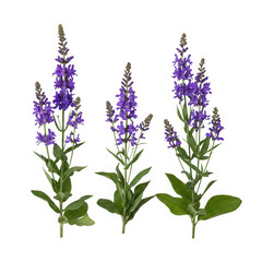 Naklejka premium Three stems of purple flowers with green leaves isolated on transparent background