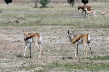 Naklejka premium two Springboks on shore at Nqweba Dam reservoir, near Graaff-Reinet, South Africa