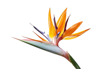 Bird of paradise flower isolated on transparent background in closeup