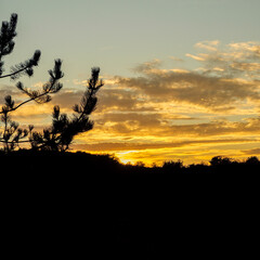 Naklejka premium Dramatic Quercy sunset with silhouetted pine tree branches in France