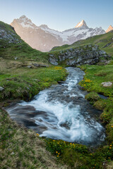 Meadows below Lake Bachalpsee. A clear stream flowing through meadows with views of the Shreckhorn and Wetterhorn in the Alps near Grindelwald, Interlaken. A sunny day during the holidays.