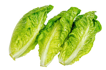Three fresh romaine lettuce heads isolated on transparent background