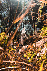 autumn leaves in the forest