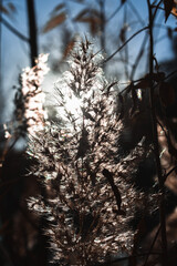 the sun in the forest of plants