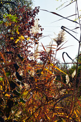 autumn leaves in the forest