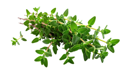 Aromatic thyme sprigs, fresh and green, casually bundled against a stark black background