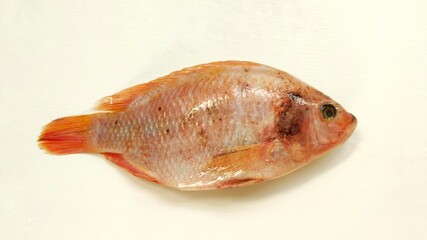 Obraz premium Raw tilapia fish on a white background, commonly used for cooking, food preparation visuals, menus, nutrition content, and fresh seafood presentations.