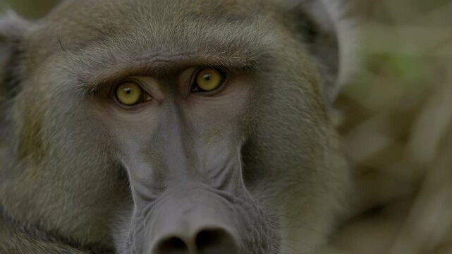 Chacma baboon staring intensely with yellow eyes