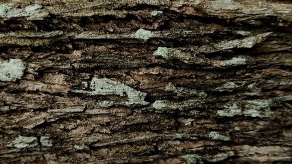 Full-frame close-up of tree bark showing natural shape and texture, suitable for backgrounds, design materials, nature studies, and organic surface references.