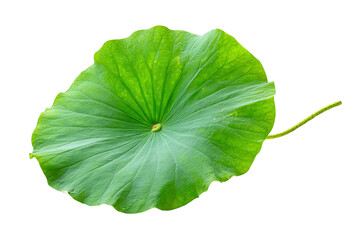 Green lotus leaf isolated on transparent background, close up view
