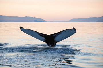 Obraz premium Delicate Arch, Arches National Park, Colorado Plateau, Utah, Grand County, USA, America. The most beautiful arch in the world. Summer at sunset.