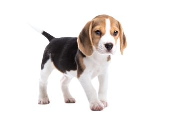 Adorable beagle puppy walking isolated on transparent background