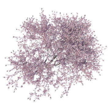 Blossoming cherry tree top view isolated transparent background realistic sketch PNG with alpha channel
