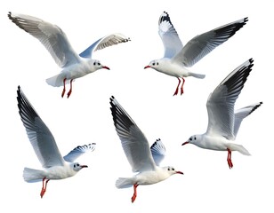 Fototapeta premium Five white seabirds in flight against a clean white backdrop