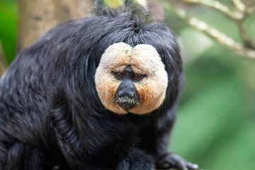 T&ecirc;te de saki &agrave; face blanche, de face	