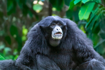 Singe Siamang - Symphalangus syndactylus - en gros plan	