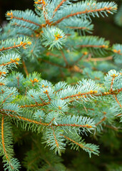 Fir branches close-up. Coniferous trees in the forest. Winter Christmas background. Christmas background, beautiful nature