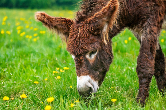 Ane du Poitou - Equus asinus - en train de brouter	